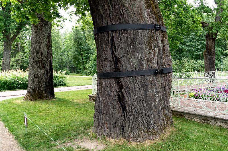 Tree Cabling and Bracing