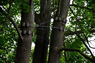 Tree Cabling and Bracing