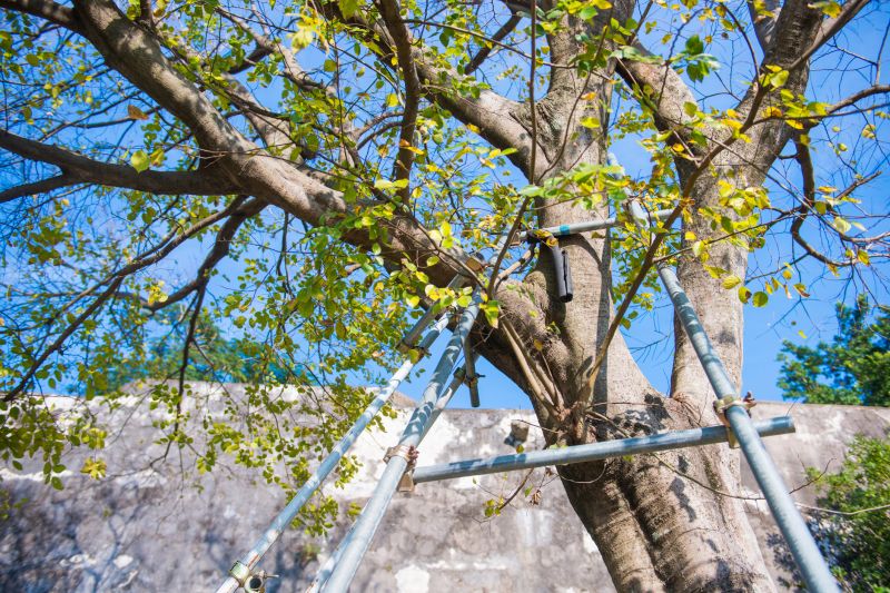 Tree Cabling And Bracing