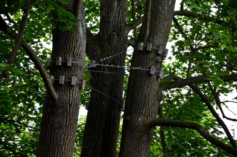 Tree Support System
