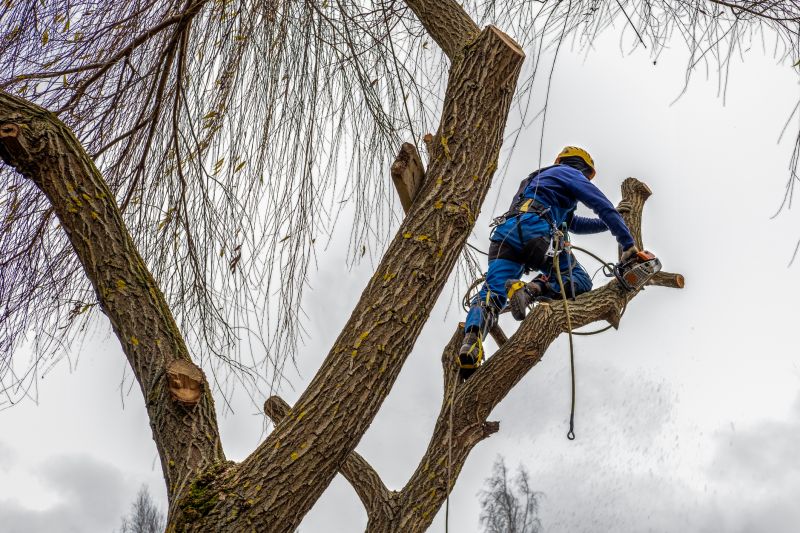 Healthy Tree Maintenance