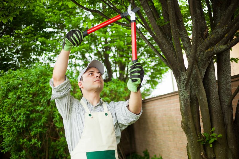 Urban Tree Maintenance Experts
