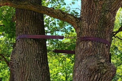 Large Tree Cabling and Bracing