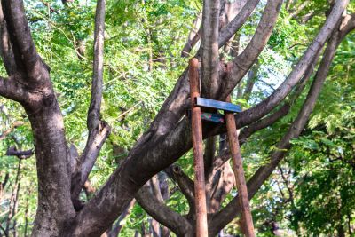 Tree Branch Bracing Service