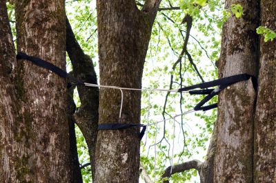 Tree Cabling And Bracing - Tree Cabling And Bracing Toledo, Ohio