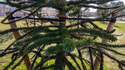 Tree Stabilizing Service