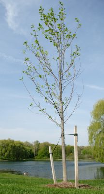 Tree Staking Service